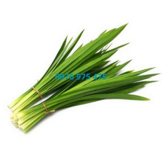 Hương Lá Dứa